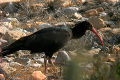 Bald ibis - Geronthicus eremita - Ibis eremita - Ibis calvo
