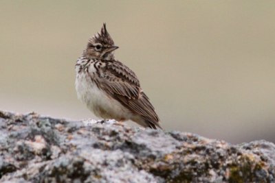 Theckla lark