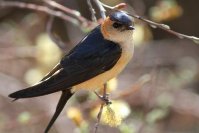 Red-rumped swallow - Hirundo daurica - Golondrina daurica - Orereta cua-rogenca