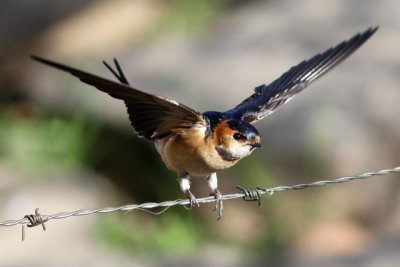 Red-rumped swallow - Hirundo daurica - Golondrina daurica - Orereta cua-rogenca