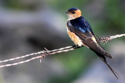 Red-rumped swallow - Hirundo daurica - Golondrina daurica - Orereta cua-rogenca