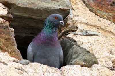 feral pigeon