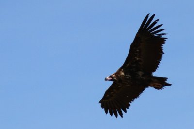 Black vulture