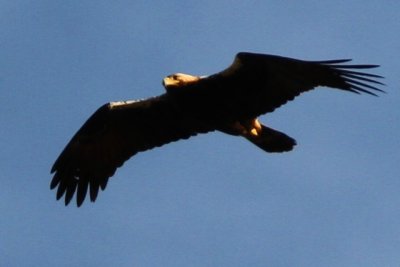 Spanish Imperial Eagle - Aquila adalberti
