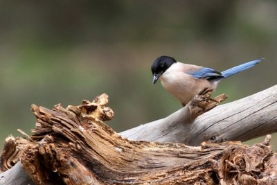 Azure winged magpie