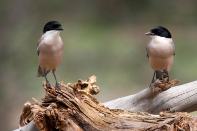 Azure winged magpie