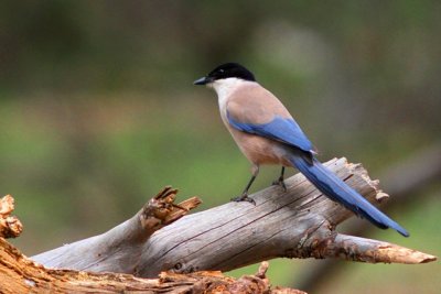 Azure winged magpie