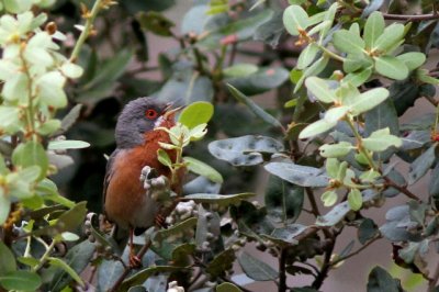 Subalpine Warlbler