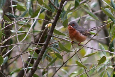 Subalpine Warbler