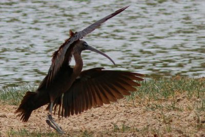 Glossy ibis