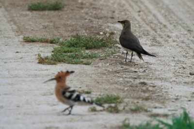 Collared Pratincole versus hooppoe - Glareola pratincola - Canastera - Perdiu de mar - Glaereol a Collier