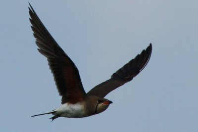 Collared Pratincole in flight showing the red armpits - Glareola pratincola - Canastera - Perdiu de mar vol - Glaereol a Collier