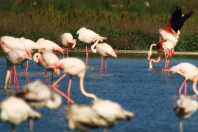 Mating Greater Flamingo - Phoenicopterus ruber - Flamenco copulando - Flamenc copulant
