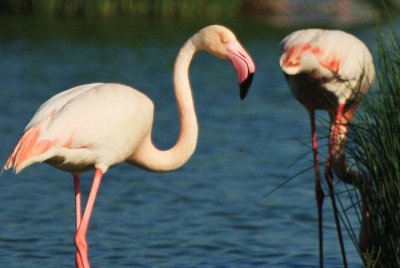 Greater Flamingo - Phoenicopterus ruber roseus- Flamenco - Flamenc
