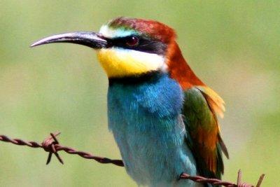 beeeater