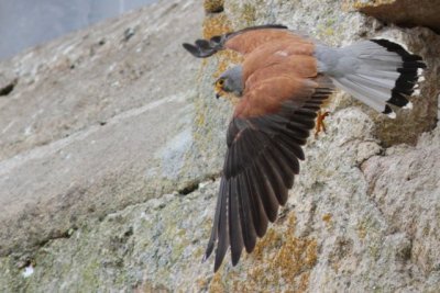 Lesser kestrel - Falco naumani - Cernicalo primilla - Xoriguer petit