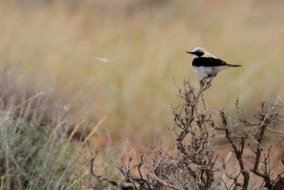 Black Eared Wheathear