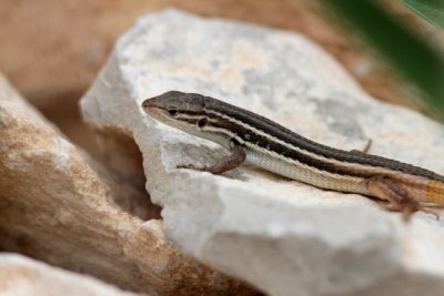 Belchite Large Psalmodromus