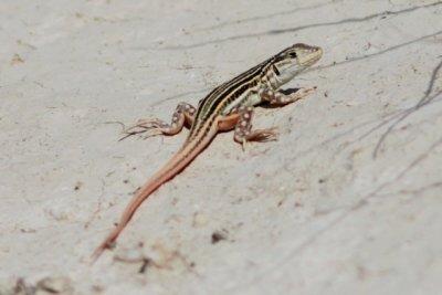 Belchite - Red-tailed Spiny-footed Lizard