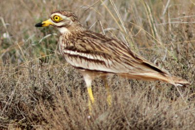 Stone curlew - Burhinus oedicnemus - Alcaravan - Torlit - Triel