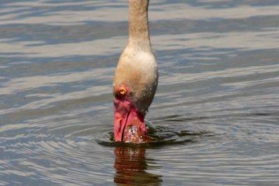 Filtering water Greater Flamingo - Phoenicopterus ruber roseus - Detalle de la cabeza de un Flamenco - Detall del cap d'un Flame