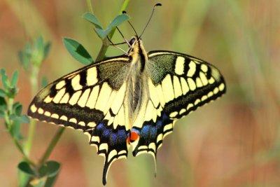 Guara Swallowtail