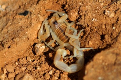Brown Scorpion - Escorpión - Escorpí - Alacran