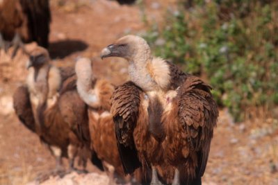 Ports Griffon Vulture