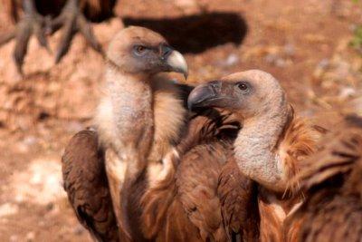 Ports Griffon vulture subadult and adult