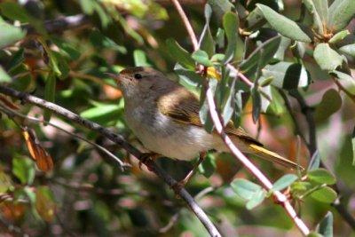 Ports Western Bonellis Warbler