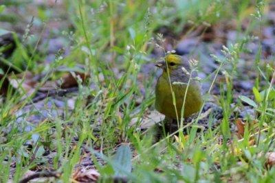 Pyrenees - Citril Finch male eating seeds