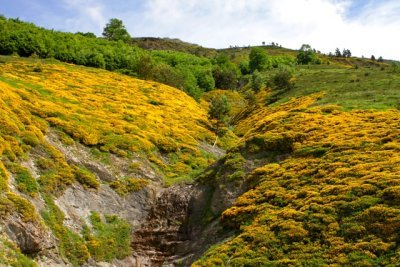 Pyrenees Gorse flowering