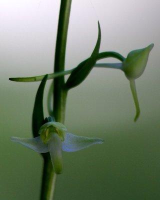 Pyrenees - Greater Butterfly Orchid