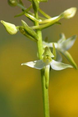 Pyrenees  - Lesser Butterfly Orchid