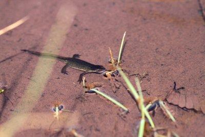 Pyrenees - Palmated Newt
