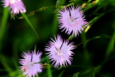 Pyrenees flower