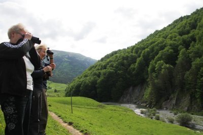 Pyrenees group watching a Dipper