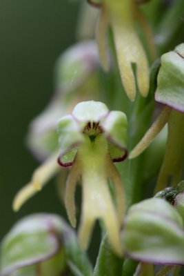 Pyrenees - Man orchid - Do you want to be my friend?