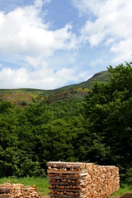 Pyrenees - wood for the winter