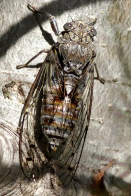 Cicada - Superfamilia Cicadoidea - Cigarra - Cigala