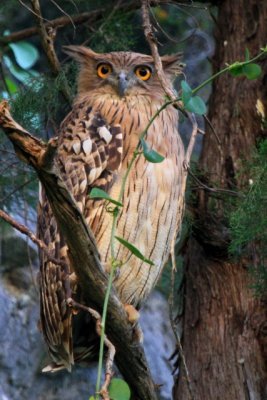 Brown Fish Owl - Ketupa zeylonensis - Duc pescador - Buho pescador