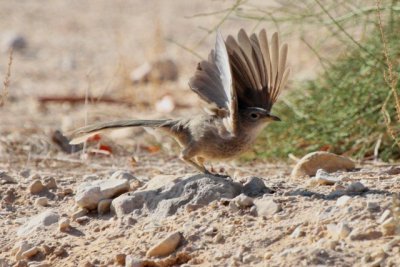 Arabian Babbler Turdoides squamiceps