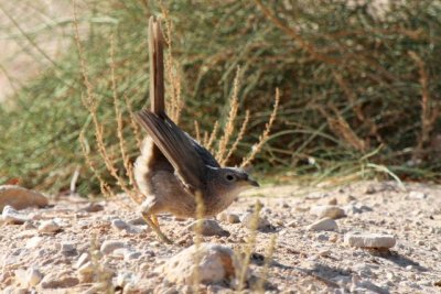 Arabian Babbler Turdoides squamiceps