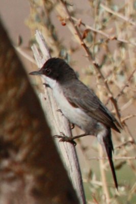 Arabian Warbler or Red Sea Warbler Sylvia leucomelaena