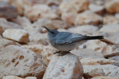 Blackstart Cercomela melanura