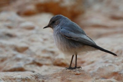 Blackstart Cercomela melanura