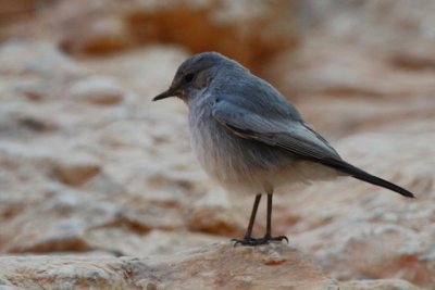 Blackstart Cercomela melanura