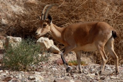 Female Nubian ibex Capra nubiana