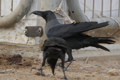 House Crow Corvus splendens aberrant