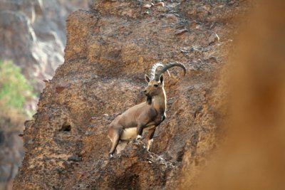 Male Nubian ibex Capra nubiana expert climbers